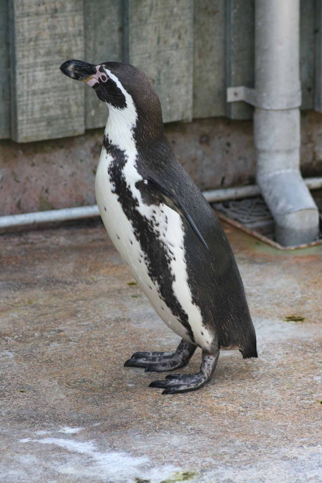 Humboldt Penguin, Marwell Wildlife
