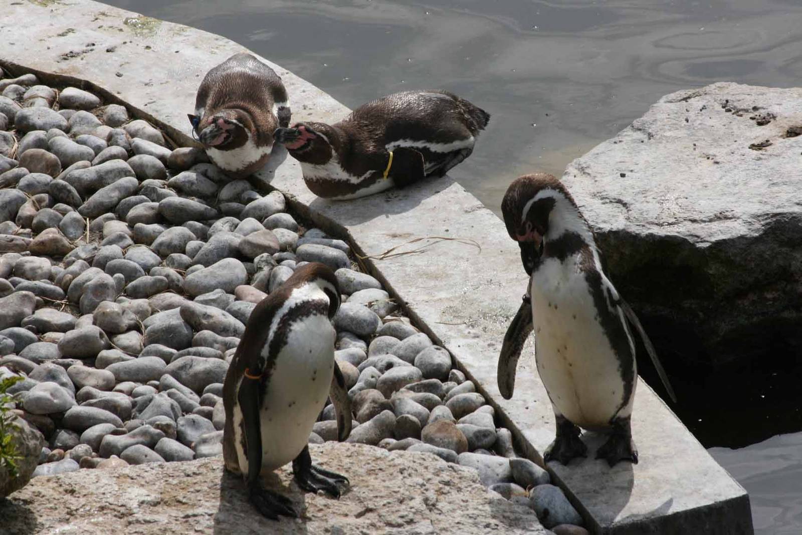 Humboldt Penguin, Marwell Wildlife