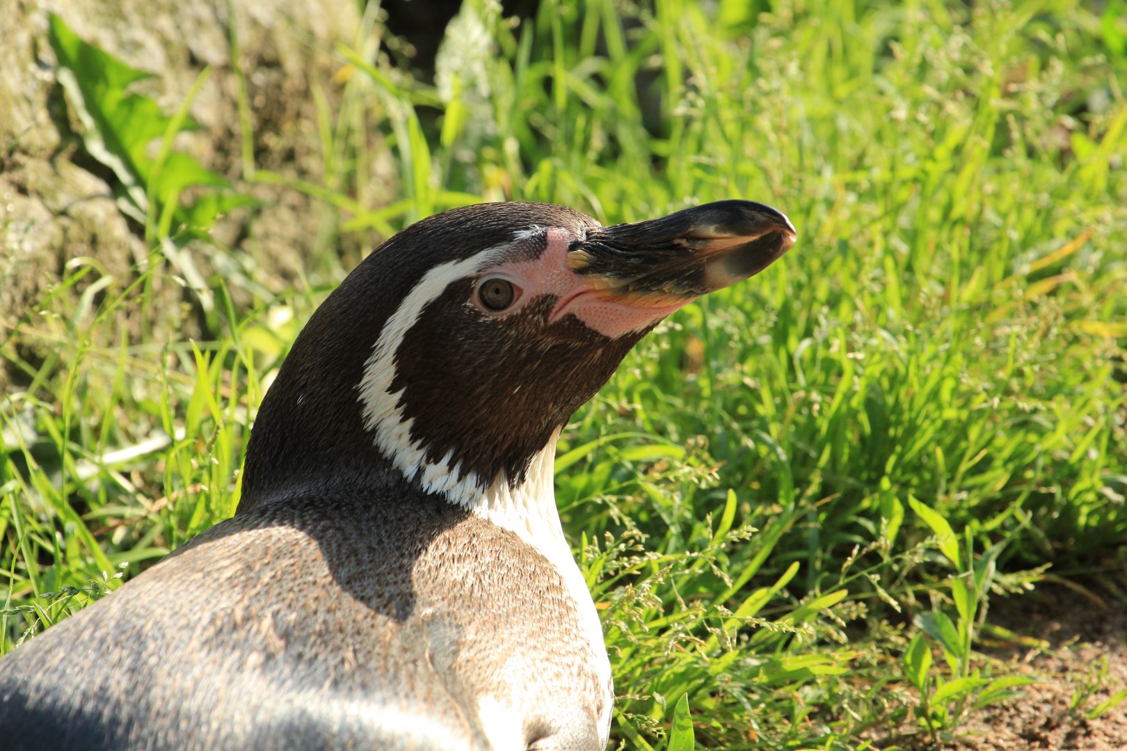 Humboldt penguin (May 2018)
