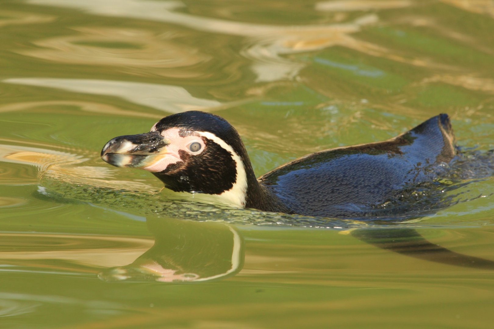Humboldt penguin (May 2018)