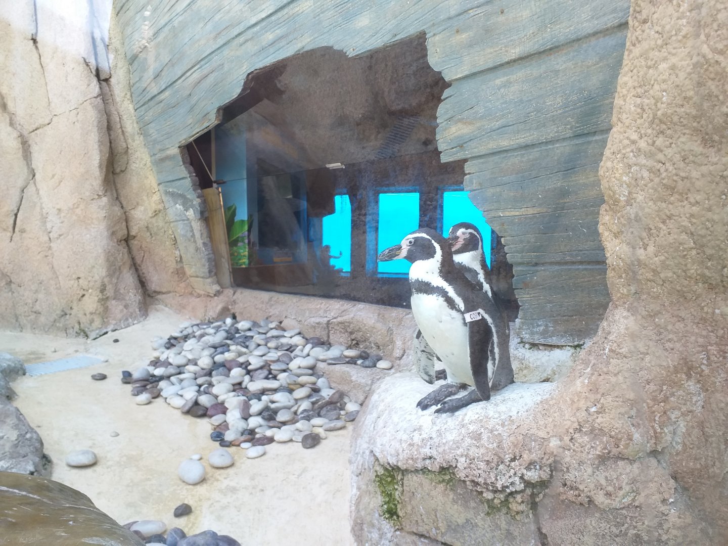 Humboldt penguin -MundoMar Benidorm (2021)