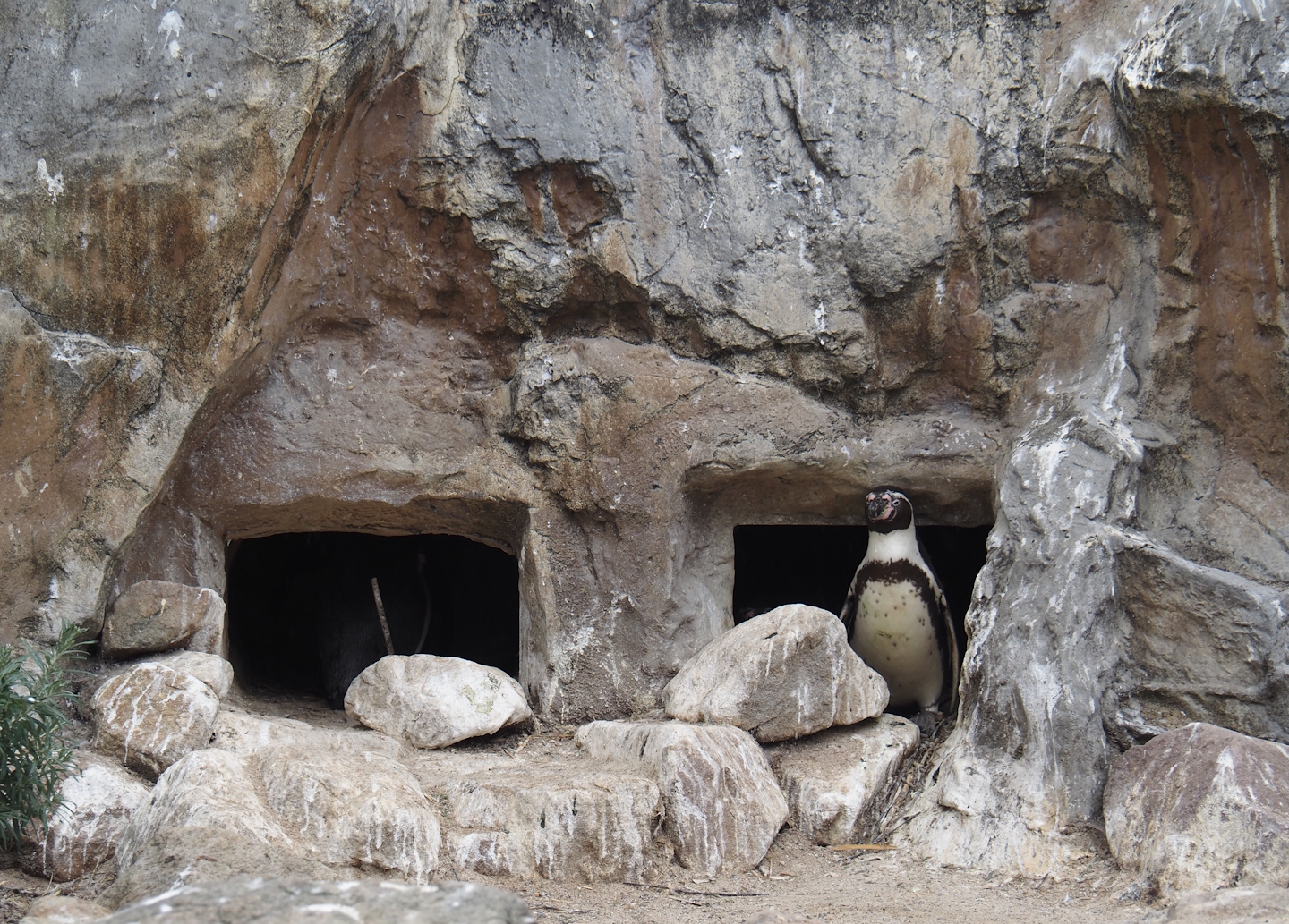 Humboldt penguin nesting cavities, 2025-05-22