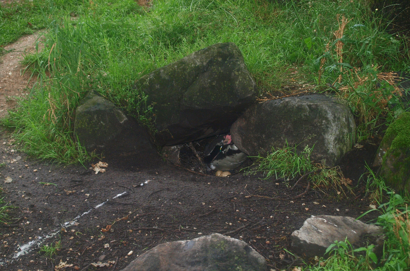 Humboldt penguin nesting cavity, 2015-07-19