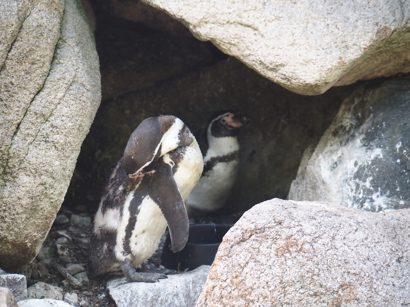 Humboldt penguin nesting cavity, 2024-05-21