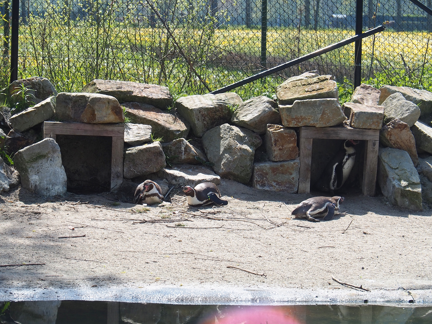 Humboldt penguin nests, 2023-04-30