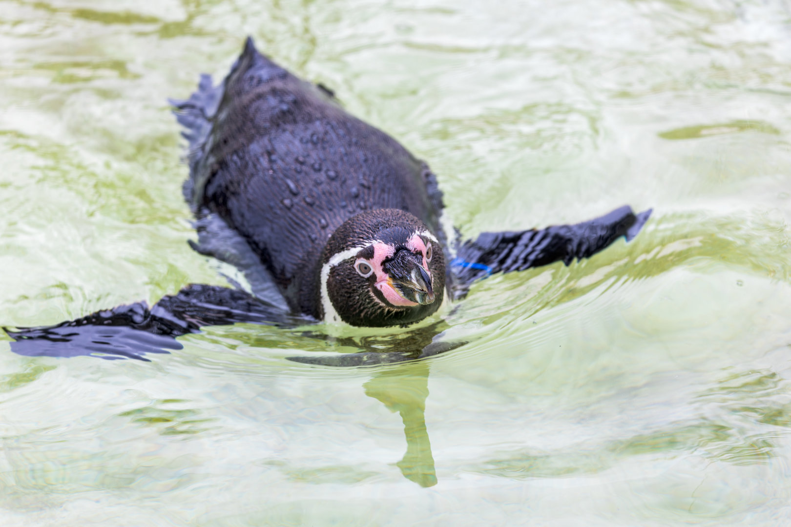 Humboldt Penguin / Newquay Zoo / 16-3-23