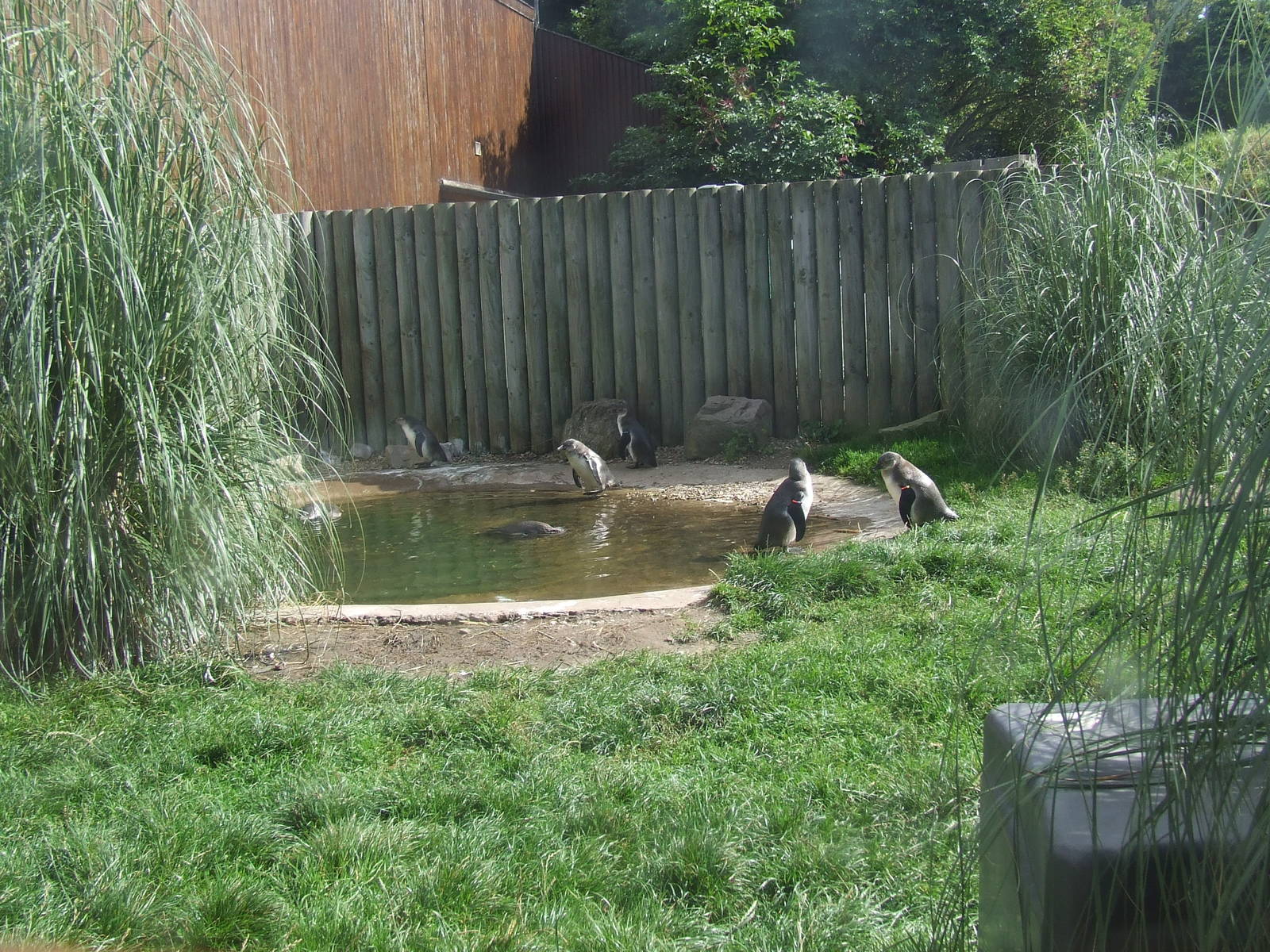 Humboldt Penguin Nursery