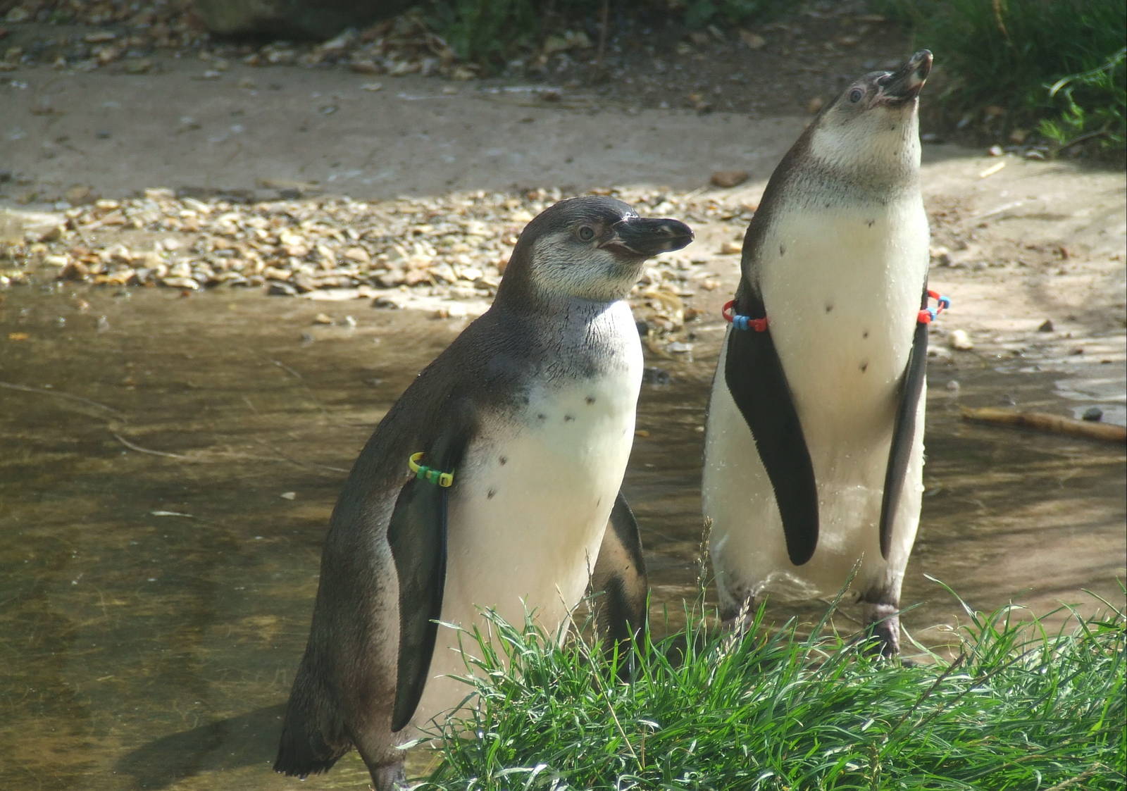 Humboldt Penguin Nursery