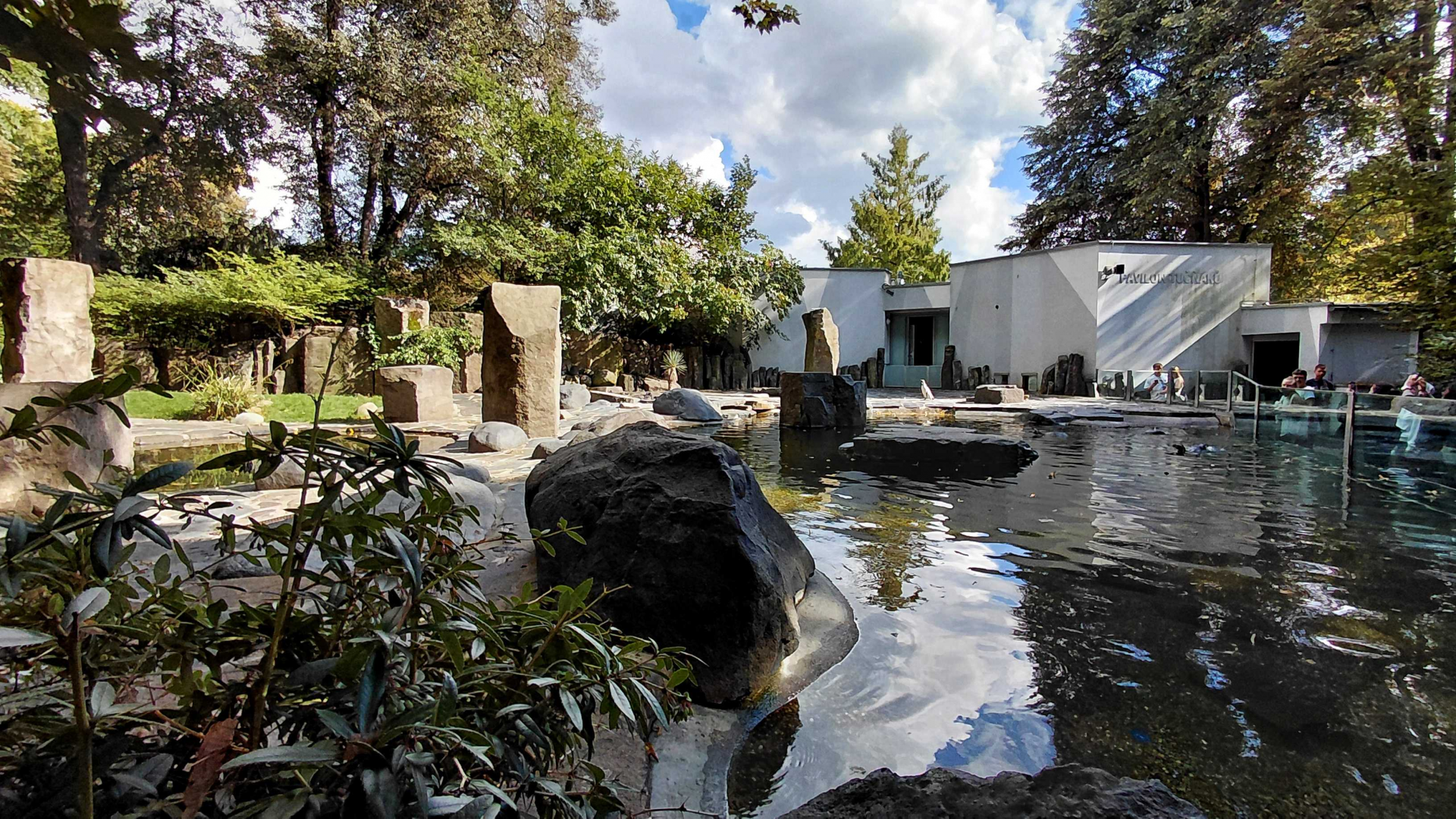 Humboldt penguin outdoor exhibit