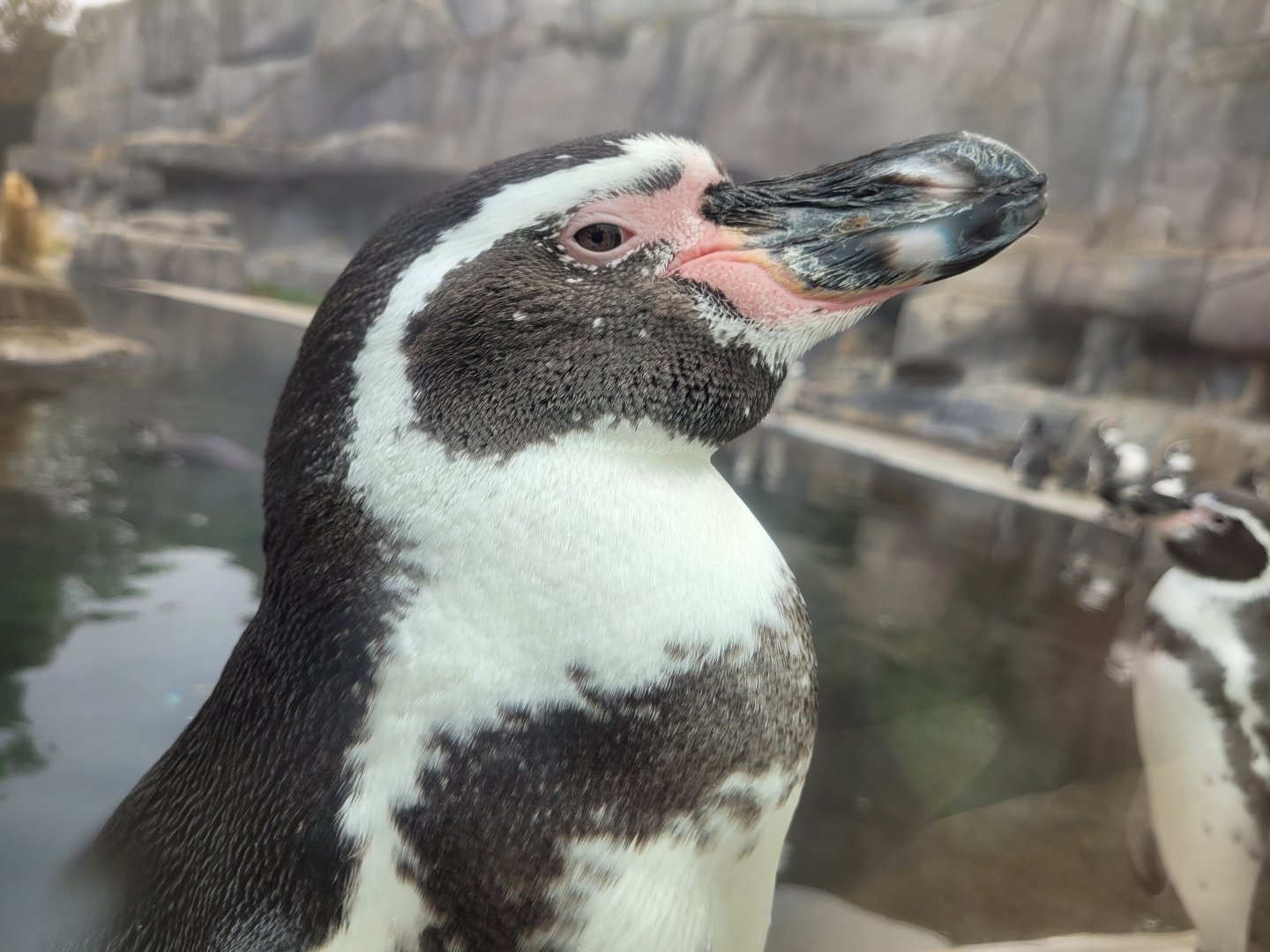 Humboldt penguin -Parc Zoologique de Paris (2022)