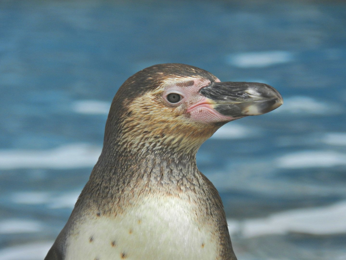 Humboldt penguin - Parque de Las Leyendas