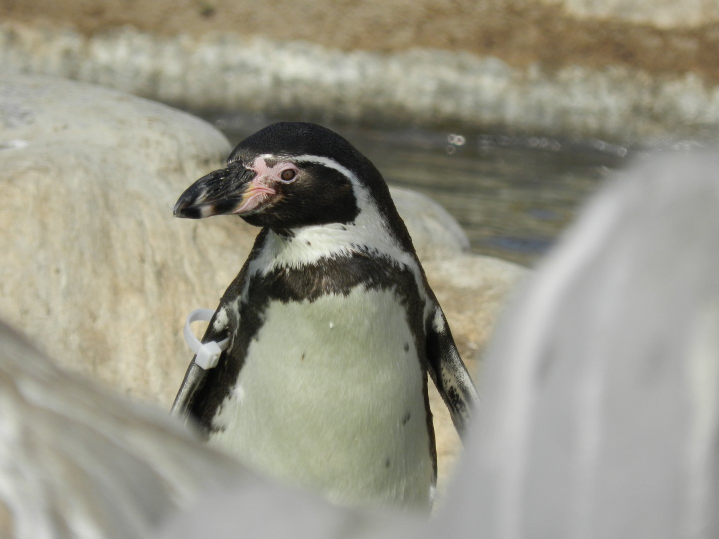 Humboldt penguin - Parque Zoológico Huachipa