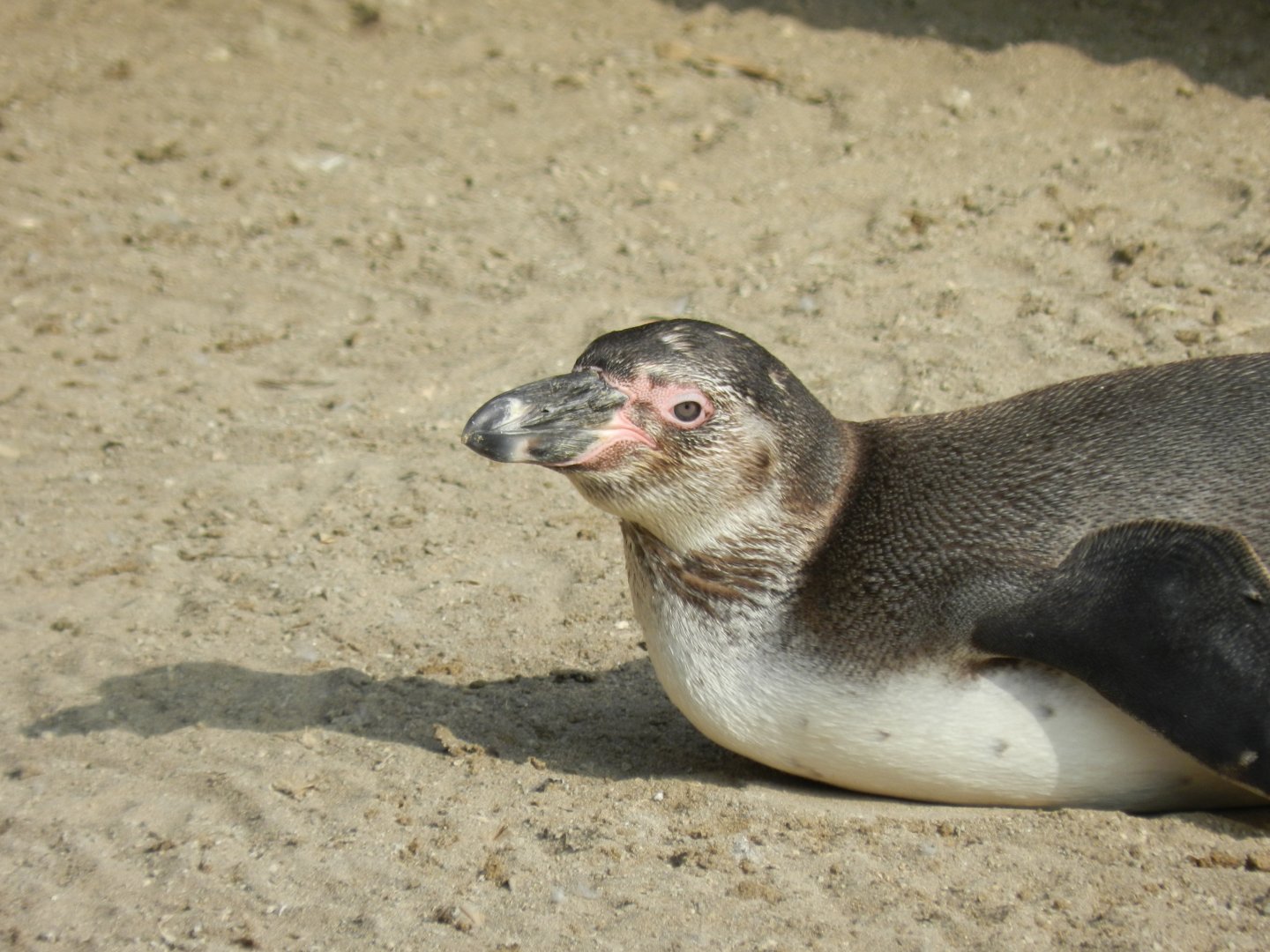 Humboldt penguin - Parque Zoológico Huachipa