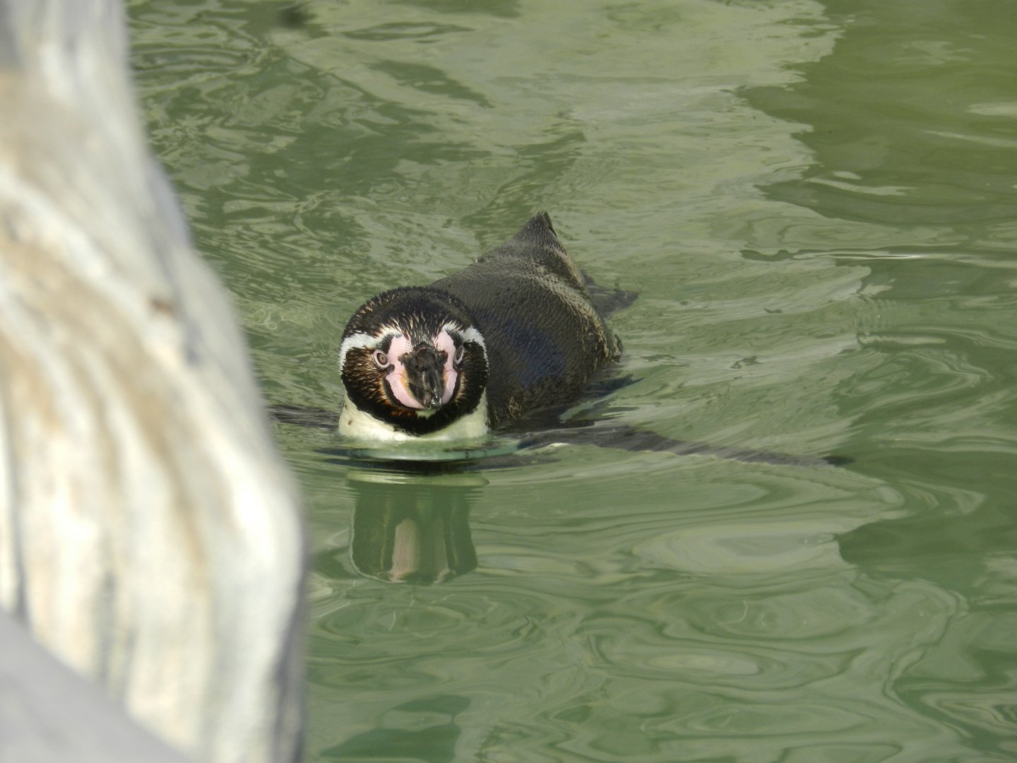 Humboldt penguin - Parque Zoológico Huachipa