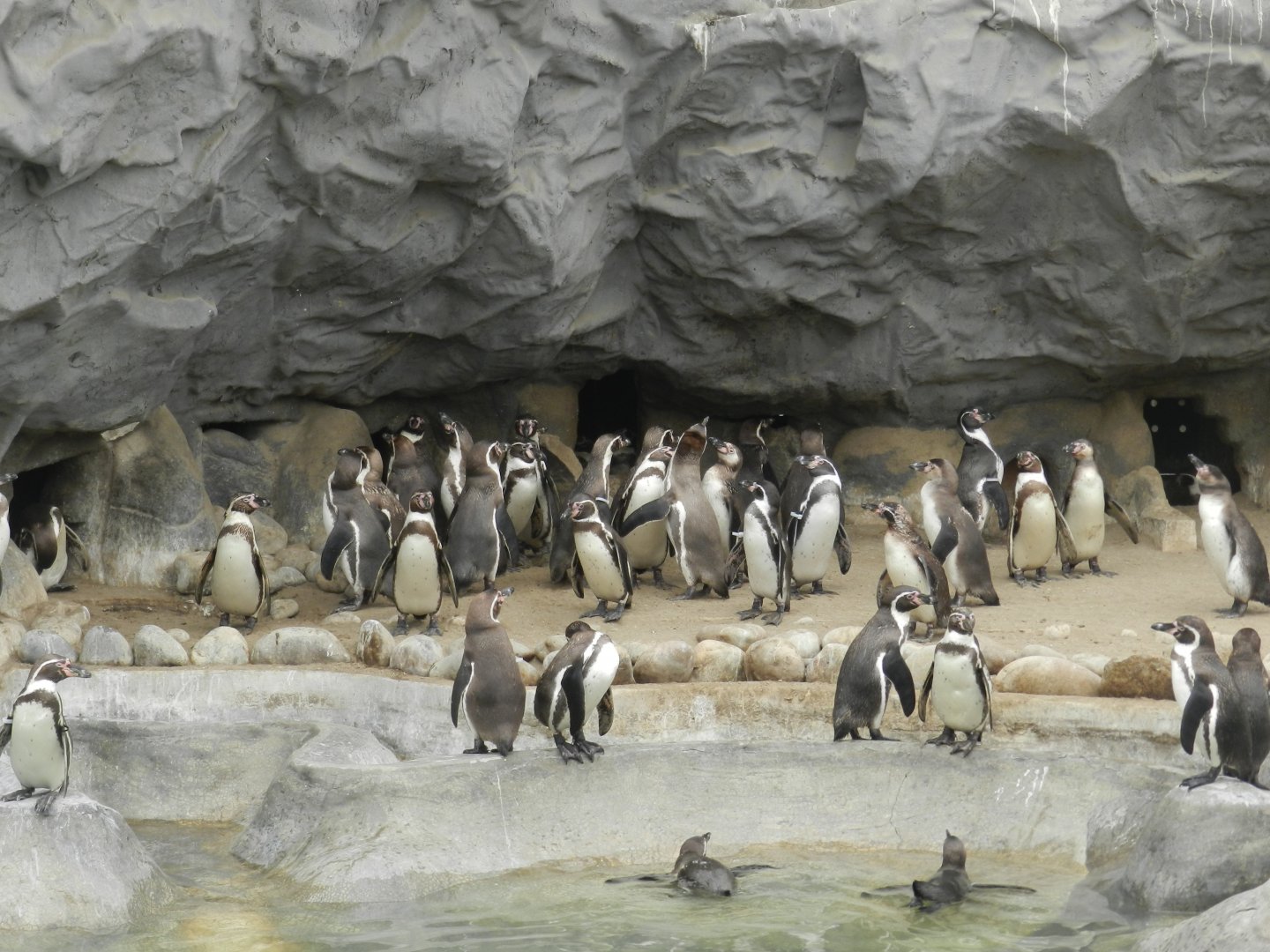 Humboldt penguin - Parque Zoológico Huachipa
