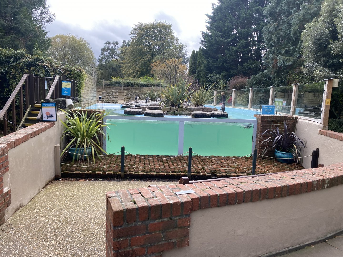 Humboldt penguin pool 061121