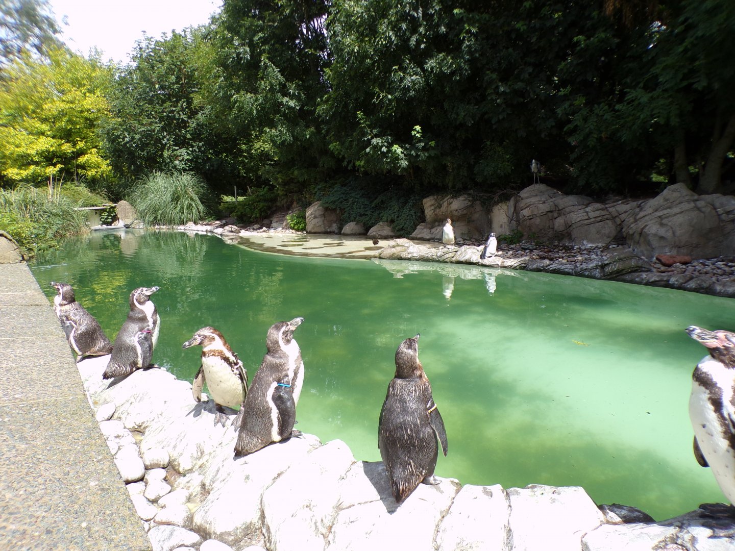 Humboldt penguin pool 7.7.24