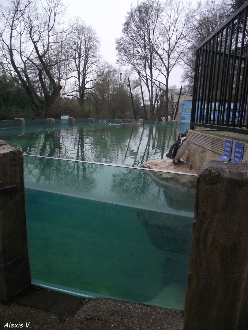 Humboldt Penguin pool and underwater vision glass panels - Zooparc de Beauval - 01/2022