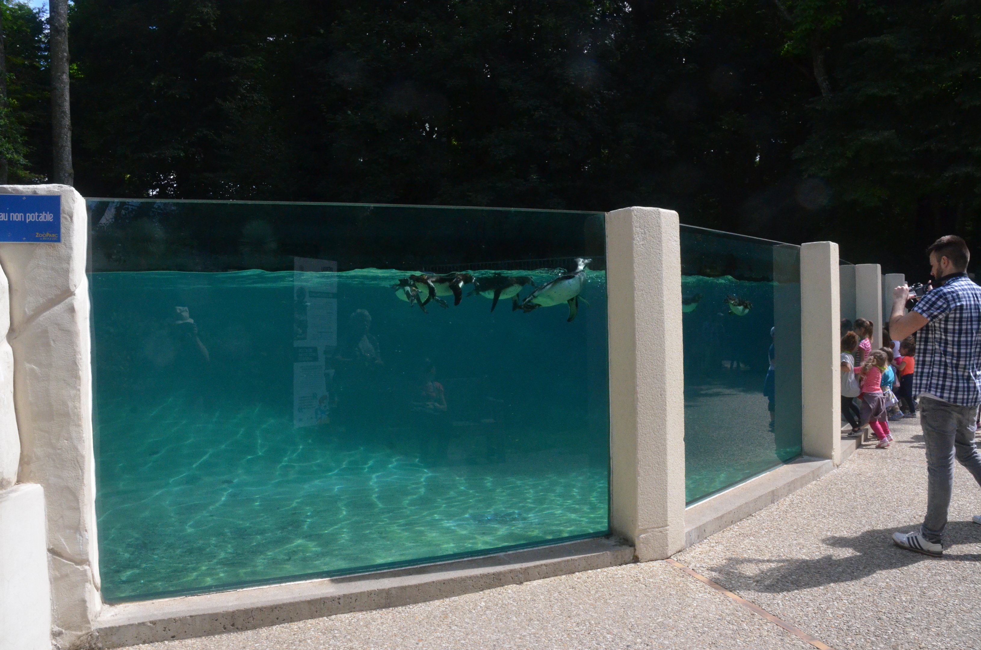 Humboldt Penguin Pool at Beauval, 12/06/18