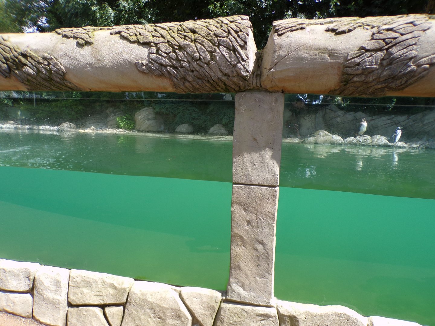 Humboldt penguin pool underwater viewing 7.7.24