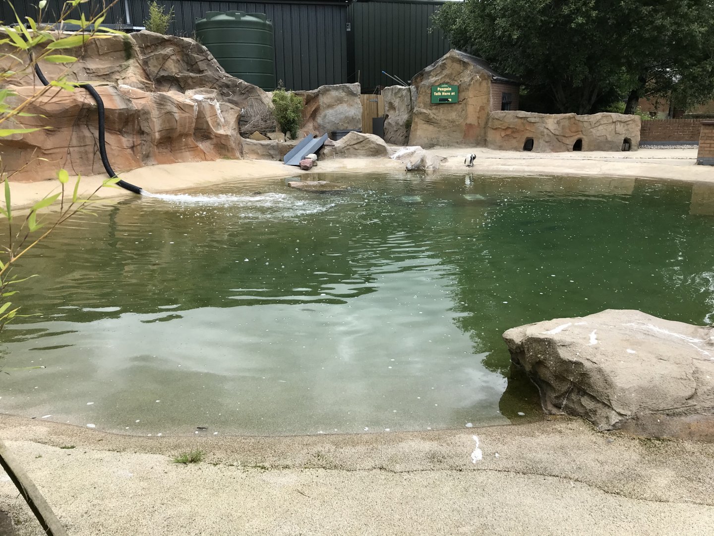 Humboldt penguin pool