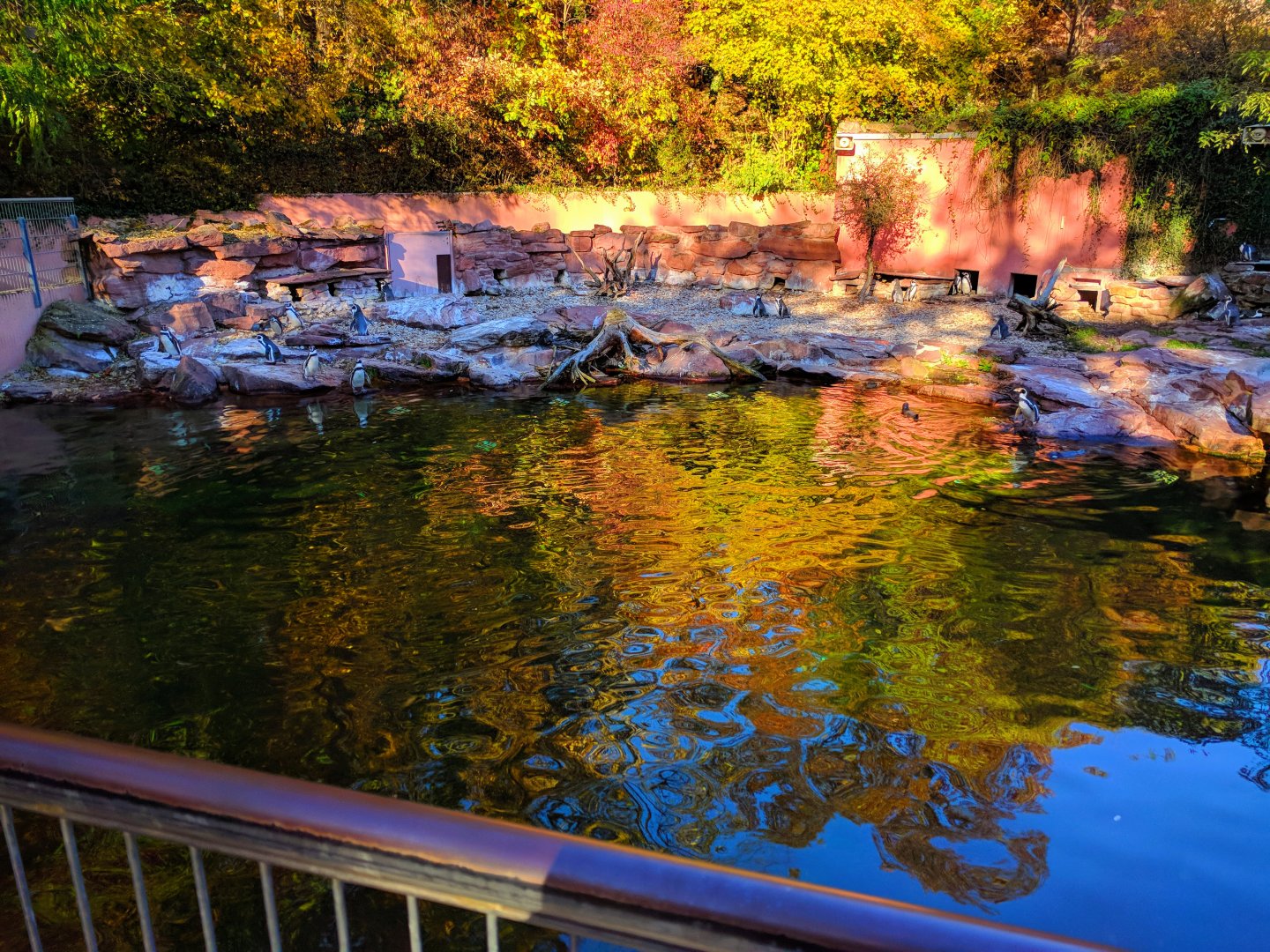 Humboldt Penguin Pool