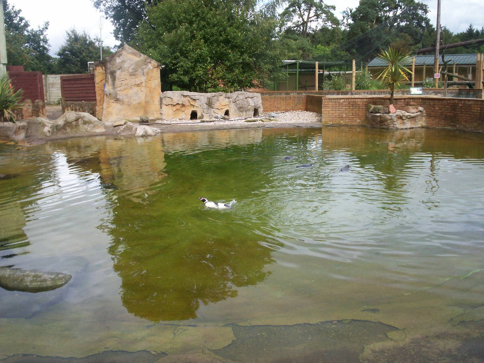 Humboldt penguin pool