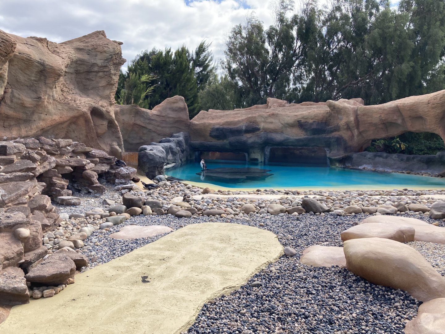 Humboldt Penguin Pool