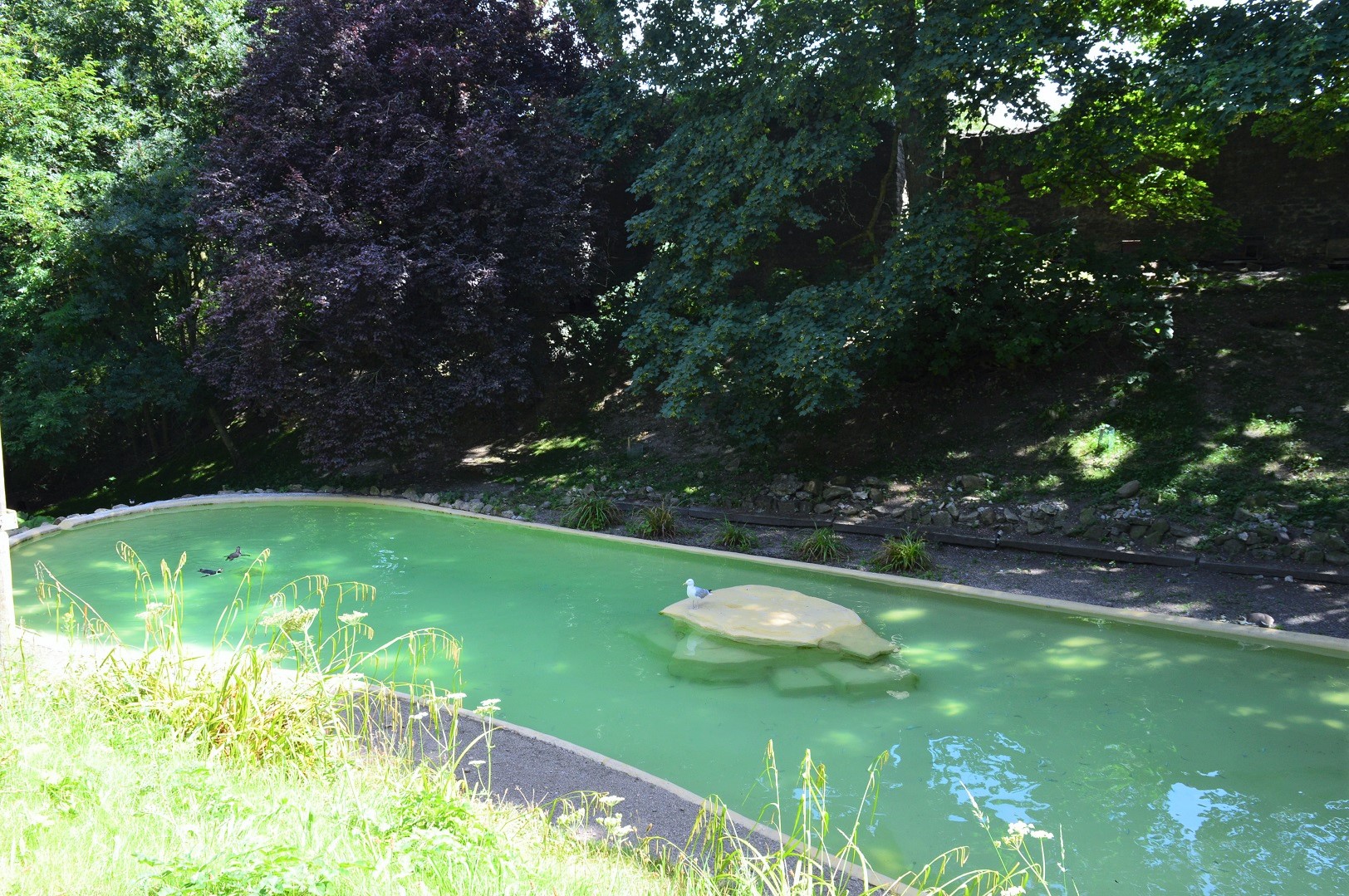 Humboldt penguin pool