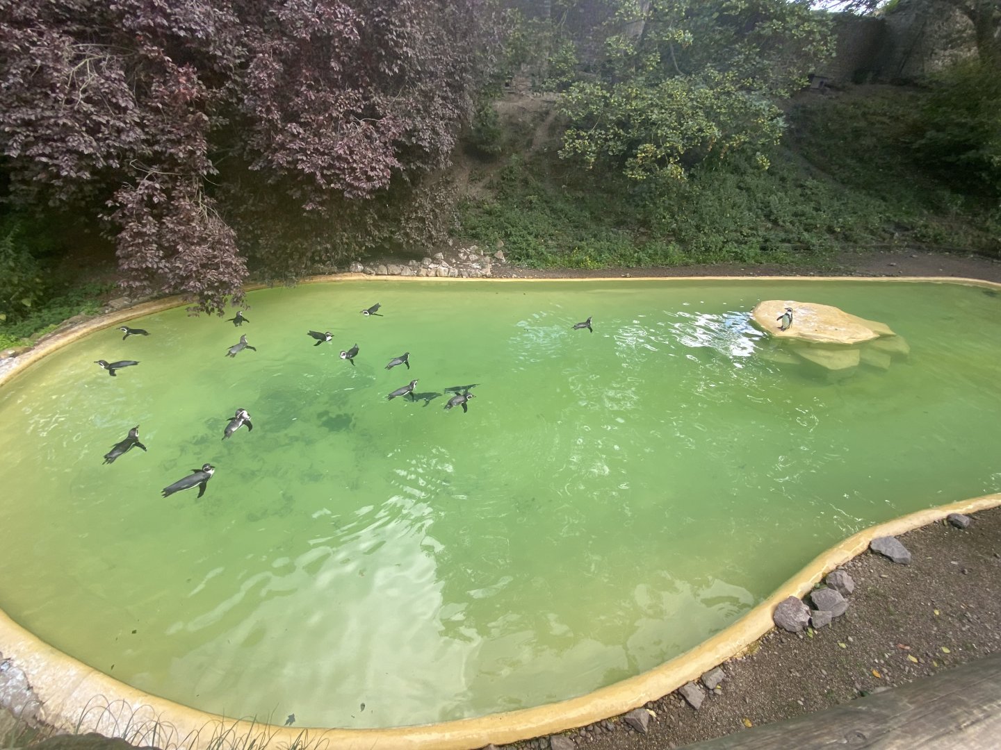 Humboldt penguin pool