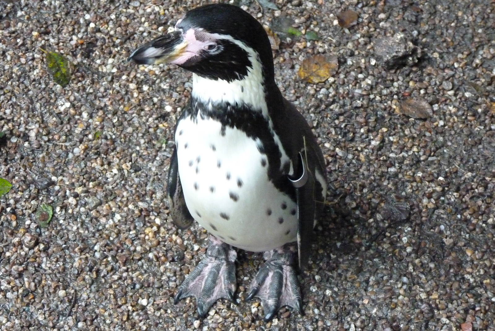Humboldt Penguin, September 2016