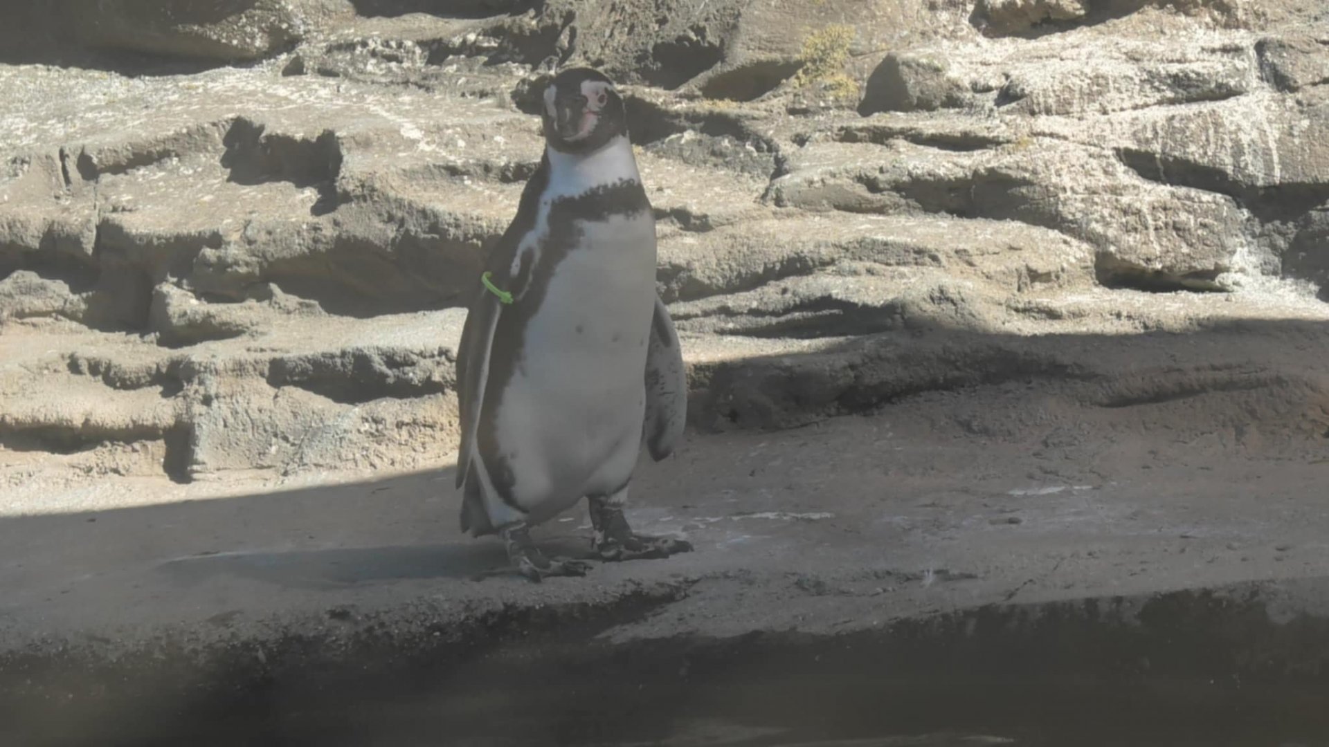 Humboldt penguin sits on the beach