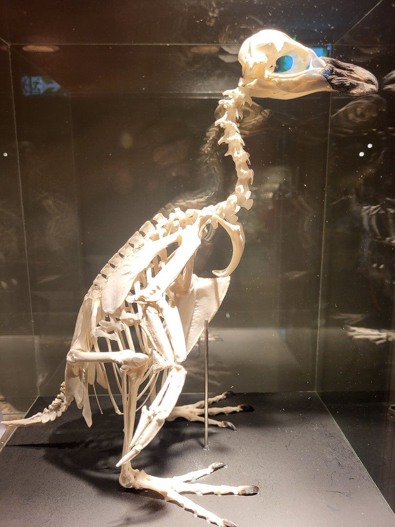 Humboldt penguin skeleton