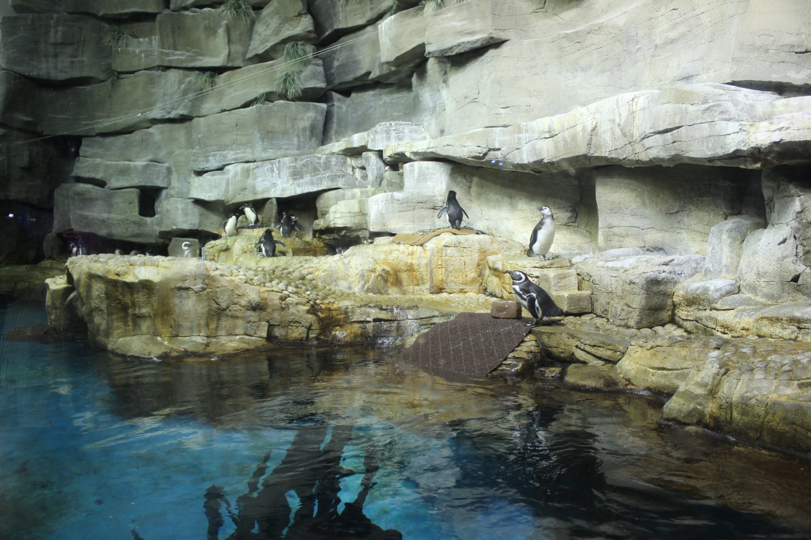 Humboldt Penguin & Southern Rockhopper Penguin Exhibit