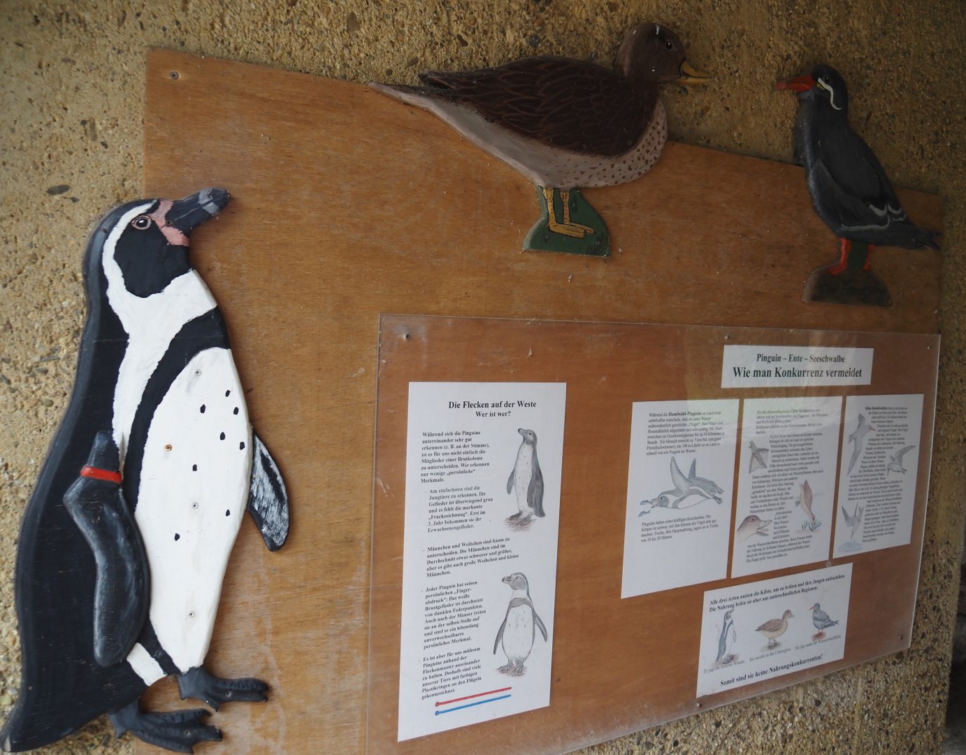 Humboldt penguin, Speckled teal and Inca tern education, 2025-05-22
