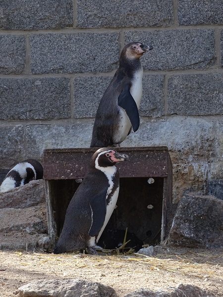Humboldt penguin (Spheniscus humboldti) (04/22)