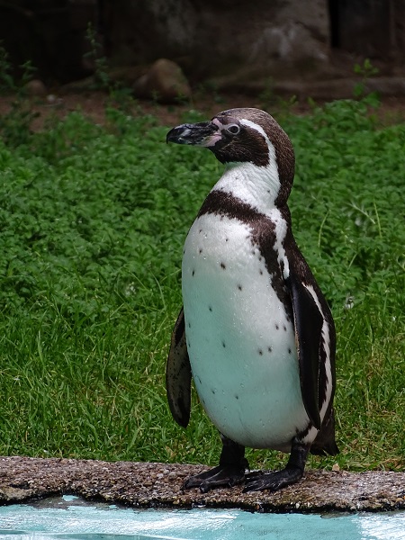 Humboldt penguin (Spheniscus humboldti) (07/22)
