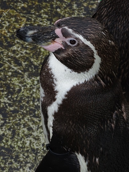 Humboldt penguin (Spheniscus humboldti) (07/22)