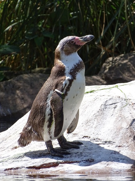 Humboldt penguin (Spheniscus humboldti) (07/22)