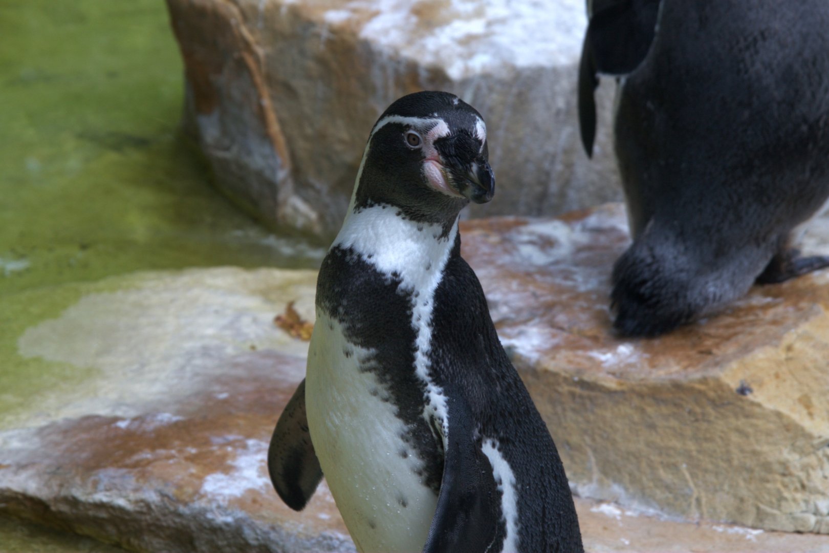 Humboldt Penguin (Spheniscus humboldti), 11-09-25