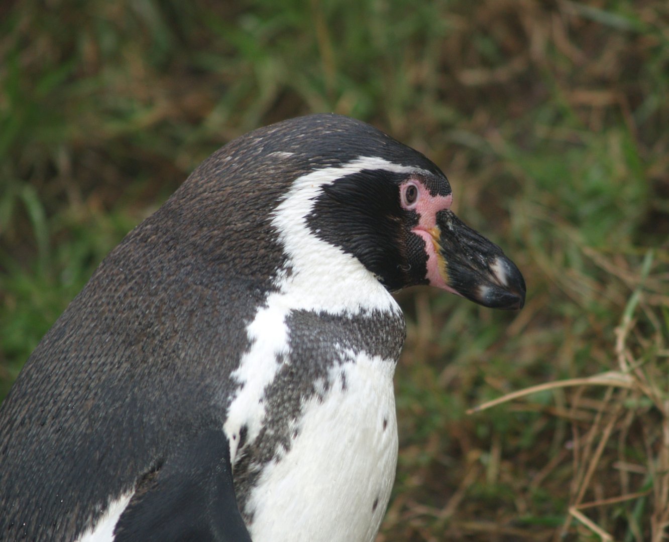 Humboldt penguin (Spheniscus humboldti), 2008-03-01