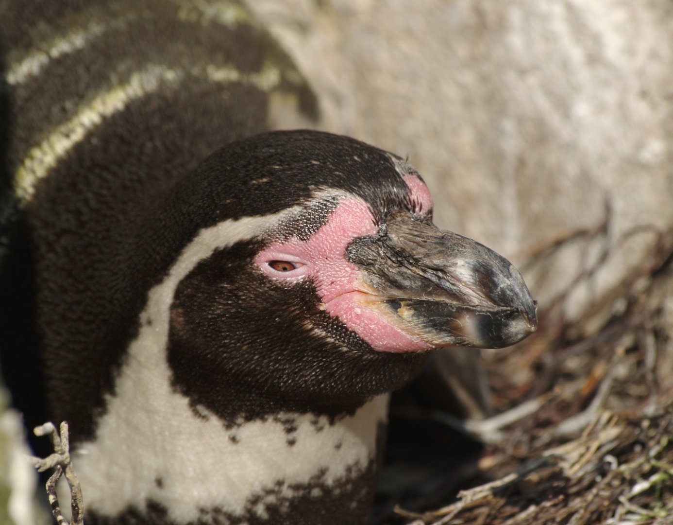 Humboldt penguin (Spheniscus humboldti), 2009-04-19