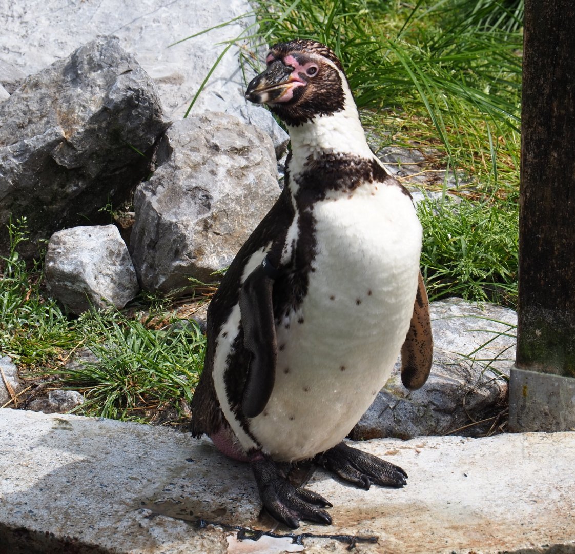 Humboldt penguin (Spheniscus humboldti), 2019-05-31
