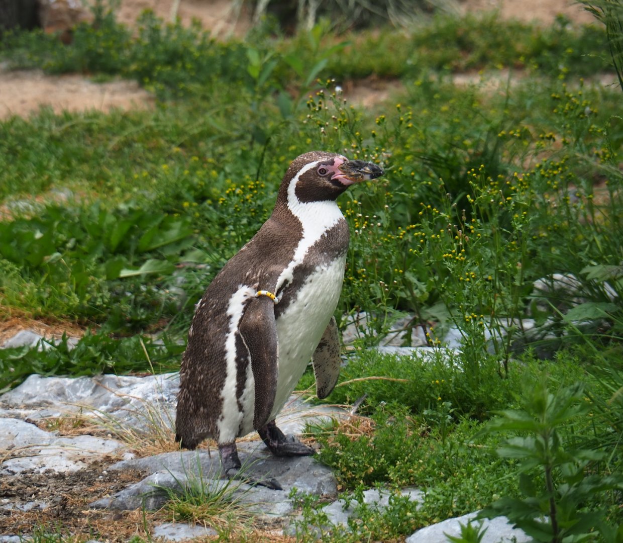 Humboldt penguin (Spheniscus humboldti), 2019-06-26