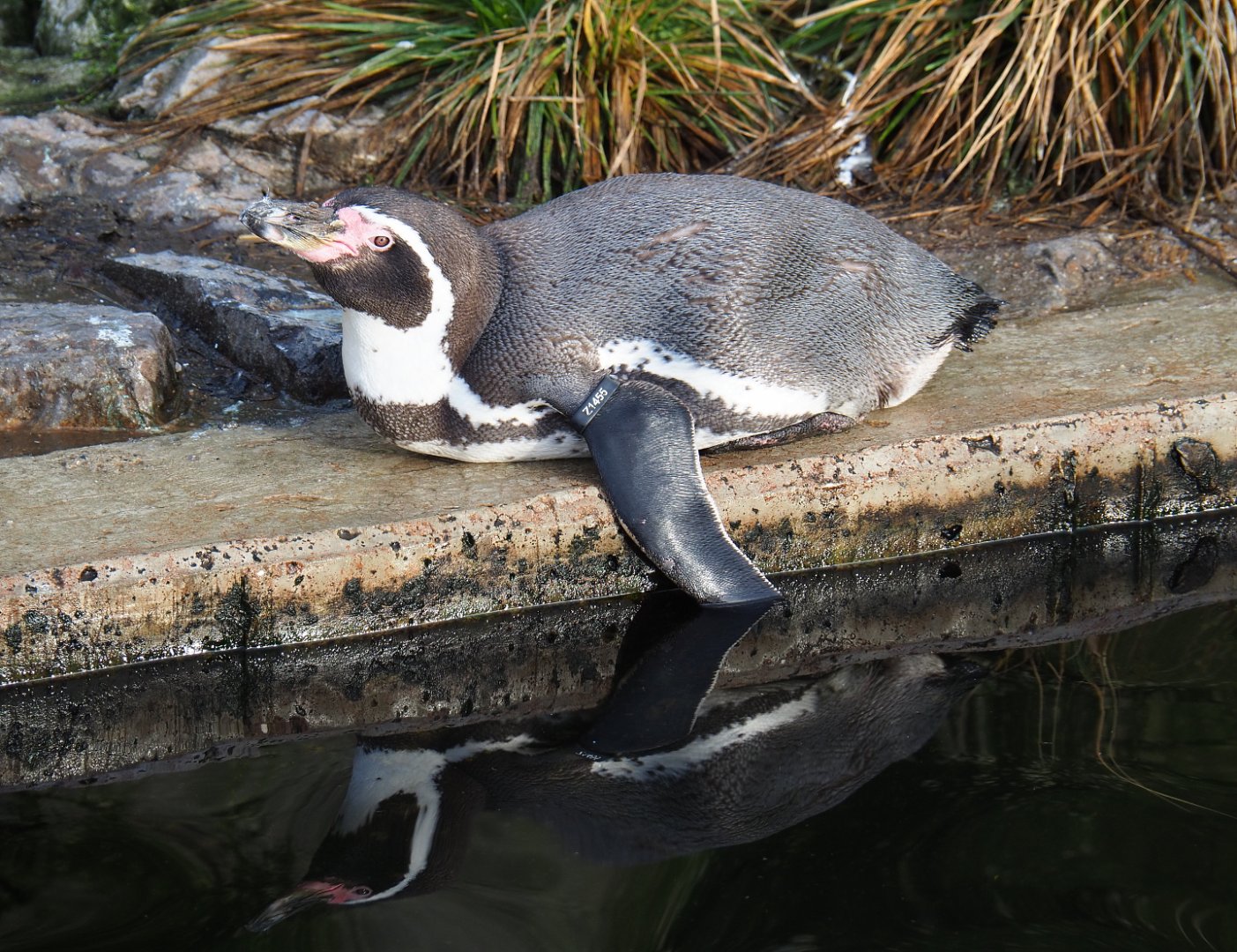 Humboldt penguin (Spheniscus humboldti), 2020-01-11