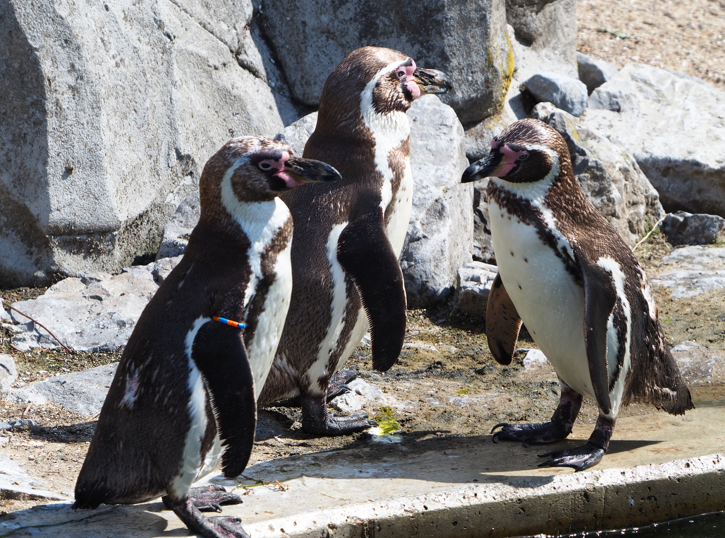 Humboldt penguin (Spheniscus humboldti), 2020-06-12