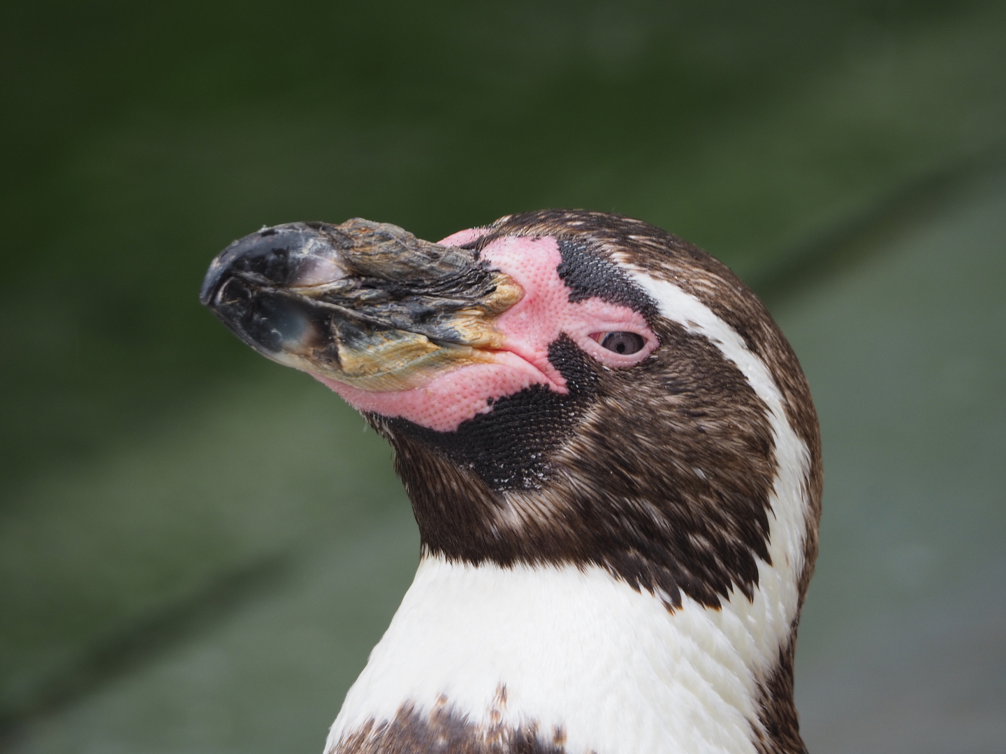 Humboldt penguin (Spheniscus humboldti), 2020-07-14
