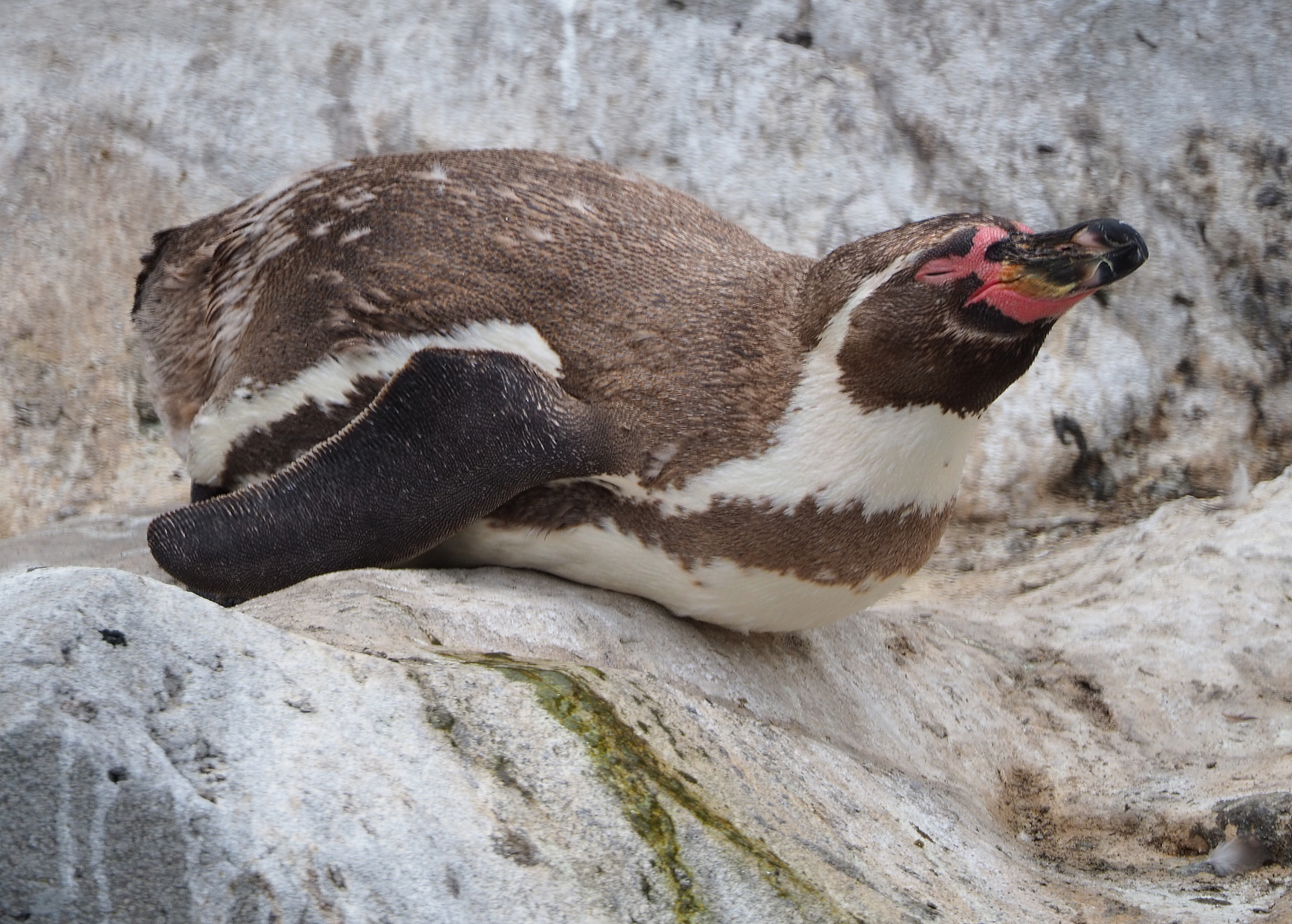 Humboldt penguin (Spheniscus humboldti), 2020-08-15