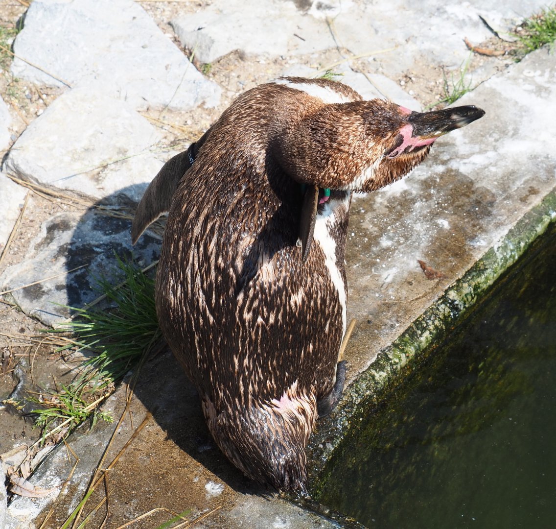 Humboldt penguin (Spheniscus humboldti), 2021-07-20