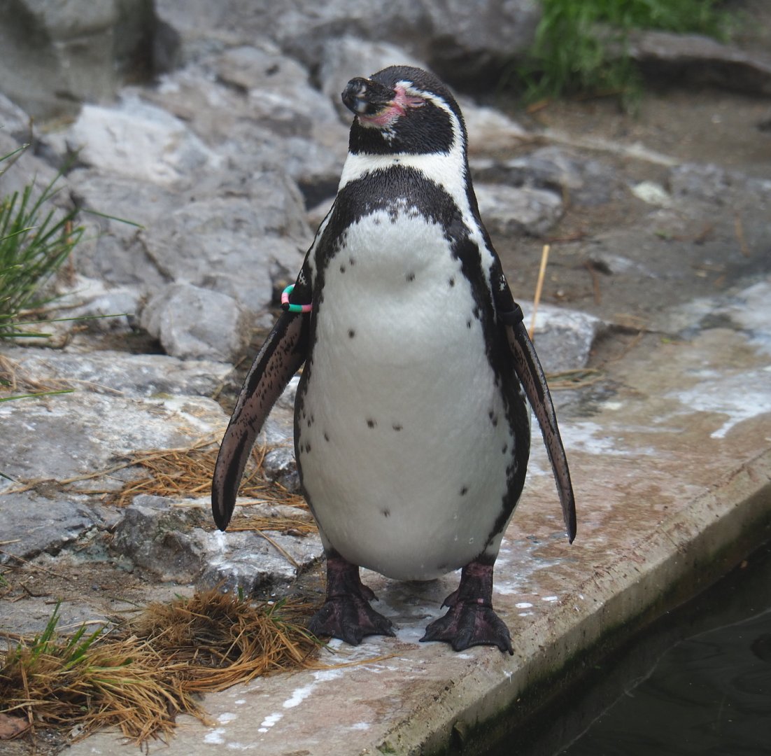 Humboldt penguin (Spheniscus humboldti), 2021-10-10